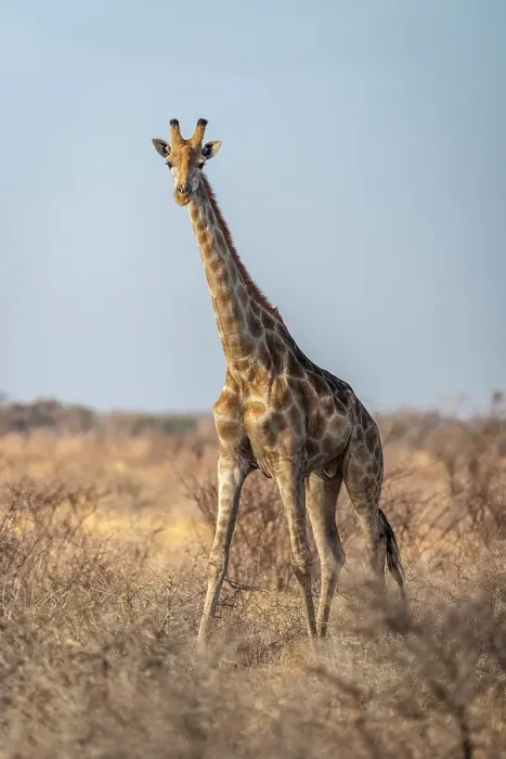 Framed Print : Africa, Botswana, Central Kalahari Game reserve. A giraffe walking in the savanna Framed Print : Africa, Botswana, Central Kalahari Game reserve. A giraffe walking in the savanna