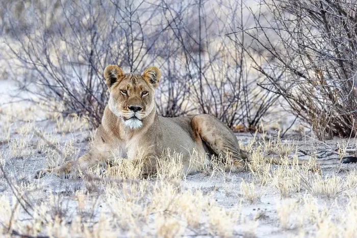 Framed Print : Africa, Botswana, Central Kalahari Game reserve. A lioness in the bushes Framed Print : Africa, Botswana, Central Kalahari Game reserve. A lioness in the bushes