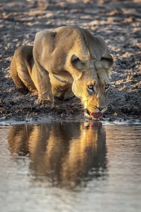 Framed Print : Africa, Botswana, Central Kalahari Game reserve. A female lion drinking and reflection in the water Framed Print : Africa, Botswana, Central Kalahari Game reserve. A female lion drinking and reflection in the water
