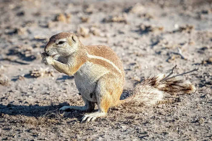 Framed Print : Africa, Botswana, Central Kalahari Game reserve. A female Cape Squirrel