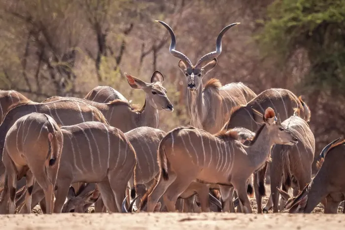 Framed Print : Africa, Botswana, Central Kalahari Game reserve. A group of greater Kudu at a waterhole Framed Print : Africa, Botswana, Central Kalahari Game reserve. A group of greater Kudu at a waterhole