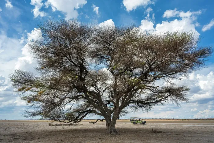 Framed Print : Africa, Botswana, Central Kalahari Game reserve. Deception valley. An acacia tree and the safari car Framed Print : Africa, Botswana, Central Kalahari Game reserve. Deception valley. An acacia tree and the safari car