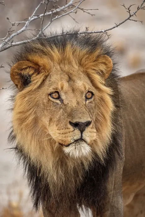 Framed Print : Africa, Botswana, Central Kalahari Game reserve. A beautiful male lion Framed Print : Africa, Botswana, Central Kalahari Game reserve. A beautiful male lion