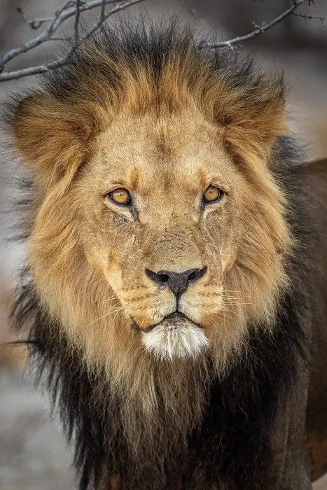 Framed Print : Africa, Botswana, Central Kalahari Game reserve. A beautiful male lion Framed Print : Africa, Botswana, Central Kalahari Game reserve. A beautiful male lion
