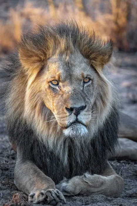 Framed Print : Africa, Botswana, Central Kalahari Game reserve. A beautiful male lion Framed Print : Africa, Botswana, Central Kalahari Game reserve. A beautiful male lion