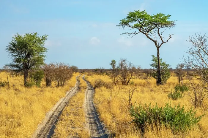 Framed Print : Africa, Botswana, Central Kalahari Game reserve. A typical bush road crossing the savanna