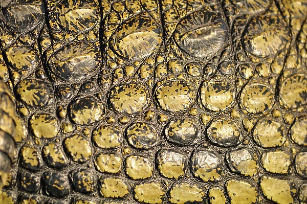 Africa, Botswana, Chobe National Park, Close up of crocodile skin