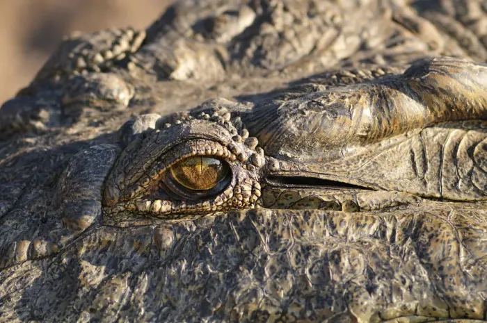 Framed Print : Africa, Botswana, Chobe National Park, lose up of Crocodiles eye Framed Print : Africa, Botswana, Chobe National Park, lose up of Crocodiles eye