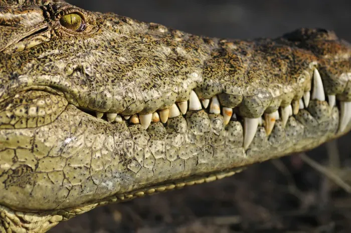 Framed Print : Africa, Botswana, Chobe National Park, Close up of crocodile Framed Print : Africa, Botswana, Chobe National Park, Close up of crocodile