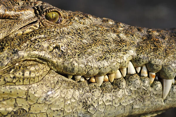 Africa, Botswana, Chobe National Park, Close up of crocodile
