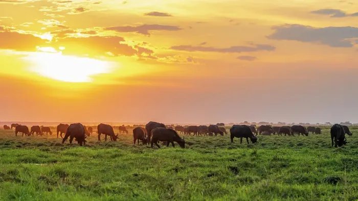 Framed Print : Africa, Botswana, Chobe National Park. A herd of African Buffalo at sunset on the river bank Framed Print : Africa, Botswana, Chobe National Park. A herd of African Buffalo at sunset on the river bank