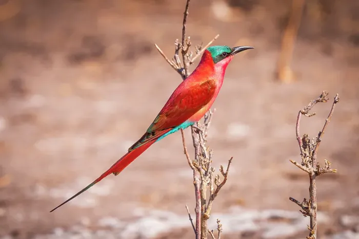 Framed Print : Africa, Botswana, Chobe National Park. A Southern carmine bee-eater Framed Print : Africa, Botswana, Chobe National Park. A Southern carmine bee-eater