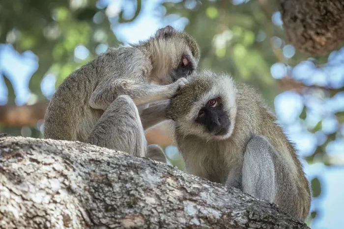 Framed Print : Africa, Botswana, Chobe National Park. Two vervet monkeys grooming each other on a tree Framed Print : Africa, Botswana, Chobe National Park. Two vervet monkeys grooming each other on a tree