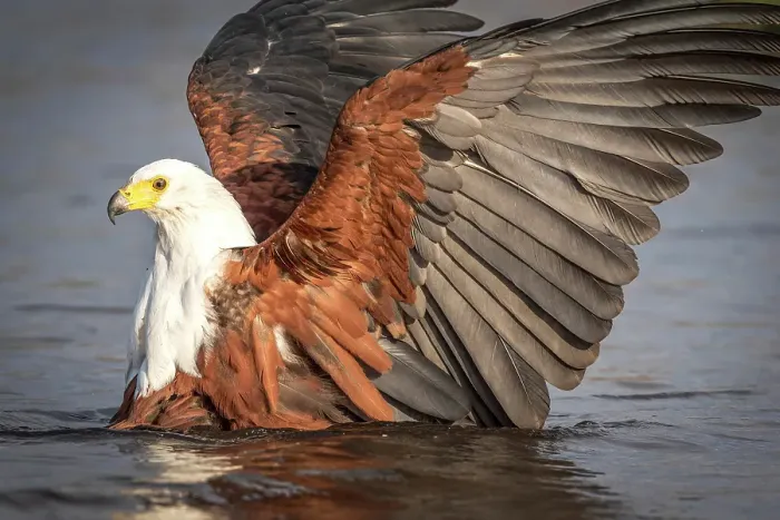 Framed Print : Africa, Botswana, Chobe National Park. An african fish eagle starting to fly from the water Framed Print : Africa, Botswana, Chobe National Park. An african fish eagle starting to fly from the water