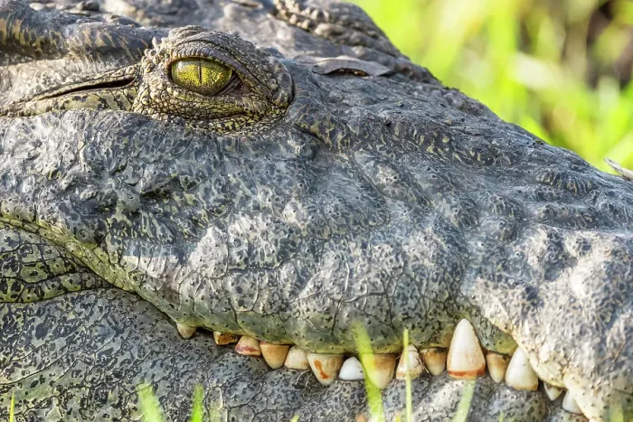 Framed Print : Africa, Botswana, Chobe National Park. A portrait of a crocodile on the river bank