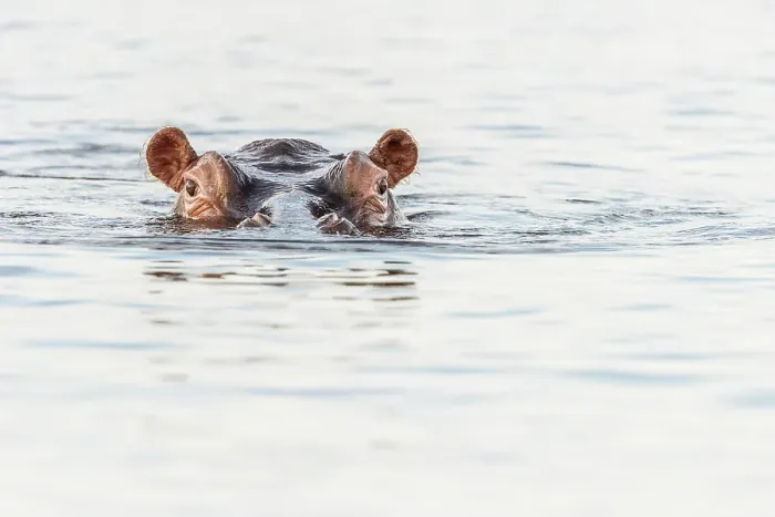 Framed Print : Africa, Botswana, Chobe National Park. A portrait of a hippopotamus swimming in the water