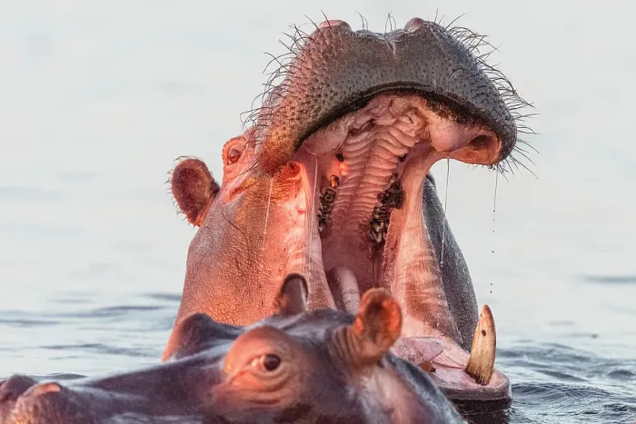 Framed Print : Africa, Botswana, Chobe National Park. A portrait of a hippopotamus yawning Framed Print : Africa, Botswana, Chobe National Park. A portrait of a hippopotamus yawning