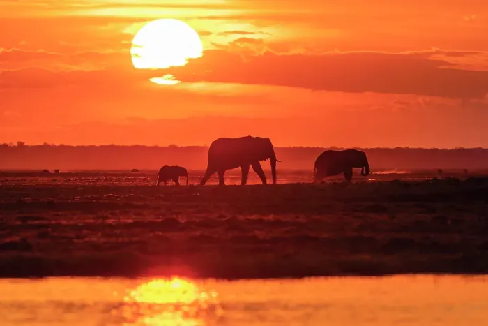 Framed Print : Africa, Botswana, Chobe National Park. An elephant family at sunset on the riverbank Framed Print : Africa, Botswana, Chobe National Park. An elephant family at sunset on the riverbank