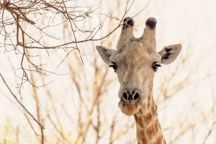 Framed Print : Africa, Botswana, Chobe National Park. A portrait of a Southern Giraffe Framed Print : Africa, Botswana, Chobe National Park. A portrait of a Southern Giraffe