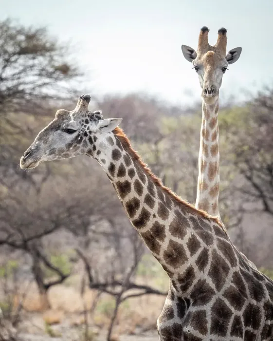 Framed Print : Africa, Botswana, Kalahari, Deception Valley lodge. Two giraffes watching Framed Print : Africa, Botswana, Kalahari, Deception Valley lodge. Two giraffes watching