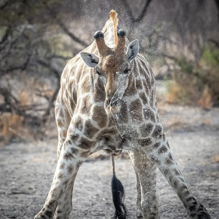 Framed Print : Africa, Botswana, Kalahari, Deception Valley lodge. A giraffe, drinking Framed Print : Africa, Botswana, Kalahari, Deception Valley lodge. A giraffe, drinking