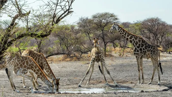 Framed Print : Africa, Botswana, Kalahari, Deception Valley lodge. A group of giraffes at a waterhole drinking Framed Print : Africa, Botswana, Kalahari, Deception Valley lodge. A group of giraffes at a waterhole drinking