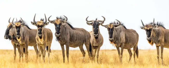 Framed Print : Africa, Botswana, Kalahari. a herd of wildebeest Framed Print : Africa, Botswana, Kalahari. a herd of wildebeest