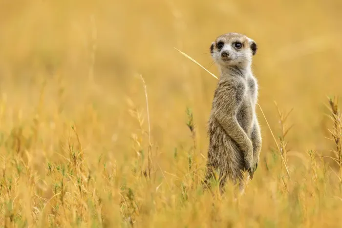 Framed Print : Africa, Botswana, Kalahari. A meerkat Framed Print : Africa, Botswana, Kalahari. A meerkat