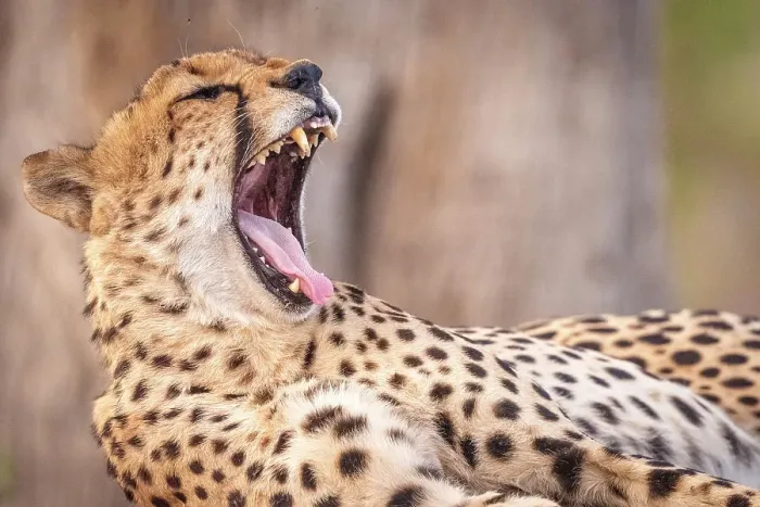 Framed Print : Africa, Botswana, Kwando Concession. A male cheetah, yawning