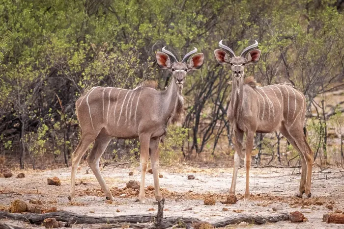 Framed Print : Africa, Botswana, Kwando Concession. Two young greater Kudu males watching Framed Print : Africa, Botswana, Kwando Concession. Two young greater Kudu males watching