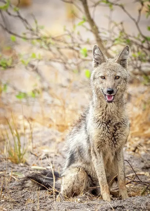 Framed Print : Africa, Botswana, Kwando Concession. A side-striped jackal posing Framed Print : Africa, Botswana, Kwando Concession. A side-striped jackal posing