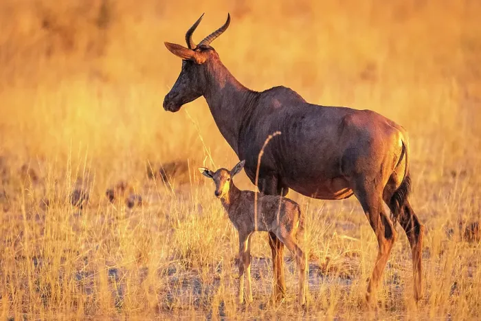 Framed Print : Africa, Botswana, Kwando Concession. A Tsessebe female with calf at sunset in the grassland Framed Print : Africa, Botswana, Kwando Concession. A Tsessebe female with calf at sunset in the grassland
