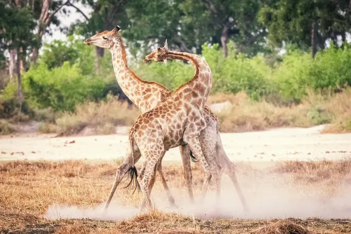 Framed Print : Africa, Botswana, Kwando Concession. Two male giraffes fighting