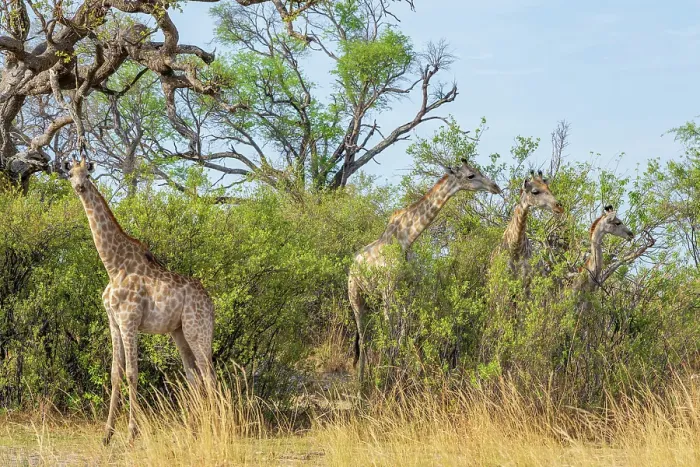 Framed Print : Africa, Botswana, Kwando Concession. A group of Giraffes Framed Print : Africa, Botswana, Kwando Concession. A group of Giraffes