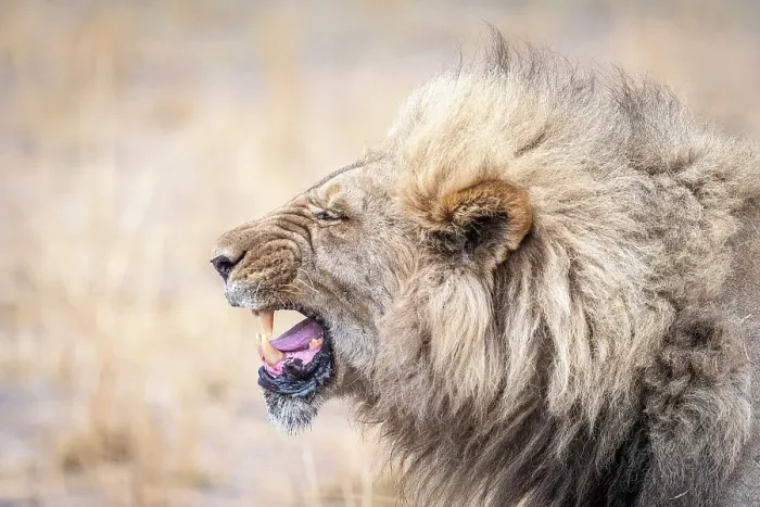 Framed Print : Africa, Botswana, Kwando Concession. A beautiful male lion showing his teeth grimacing Framed Print : Africa, Botswana, Kwando Concession. A beautiful male lion showing his teeth grimacing