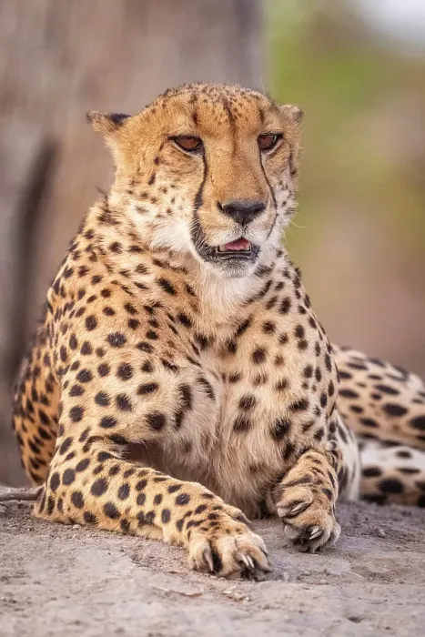 Framed Print : Africa, Botswana, Kwando Concession. A male cheetah Framed Print : Africa, Botswana, Kwando Concession. A male cheetah