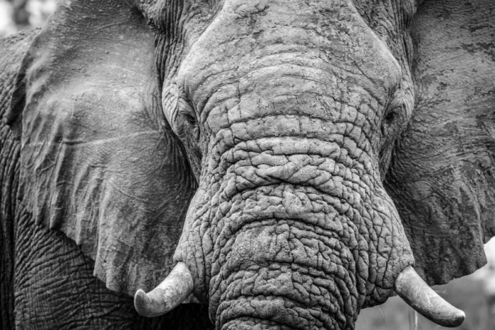 Framed Print : Africa, Botswana, okavango delta. A portrait of an elephant Framed Print : Africa, Botswana, okavango delta. A portrait of an elephant