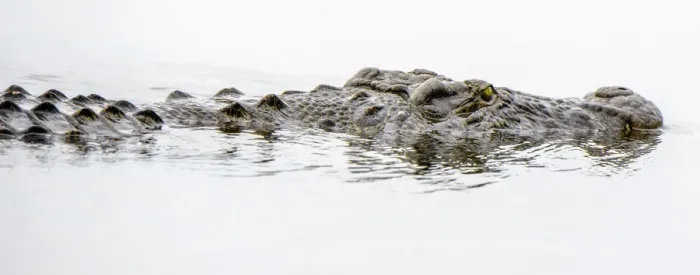Framed Print : Africa, Botswana, Okavango Delta. Crocodile on the hunt Framed Print : Africa, Botswana, Okavango Delta. Crocodile on the hunt