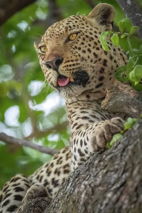 Framed Print : Africa, Botswana, Okawango Delta, Pompom Camp. A beautiful Leopard in the tree Framed Print : Africa, Botswana, Okawango Delta, Pompom Camp. A beautiful Leopard in the tree