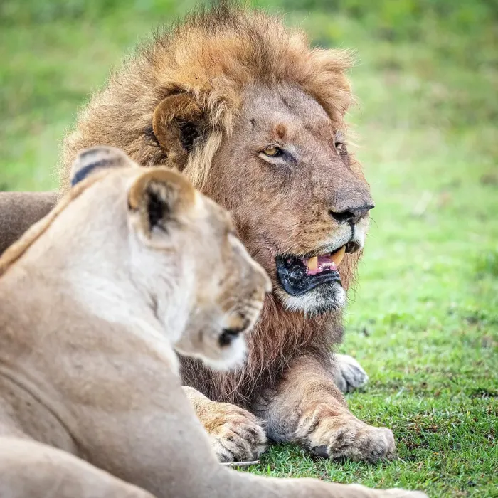 Framed Print : Africa, Botswana, Okawango Delta, Pompom Camp. A beautiful couple of lions Framed Print : Africa, Botswana, Okawango Delta, Pompom Camp. A beautiful couple of lions