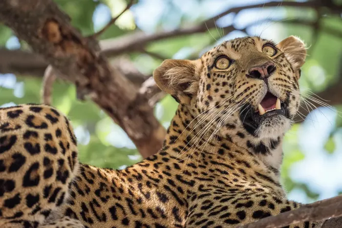 Framed Print : Africa, Botswana, Okawango Delta, Pompom Camp. A beautiful Leopard in the tree