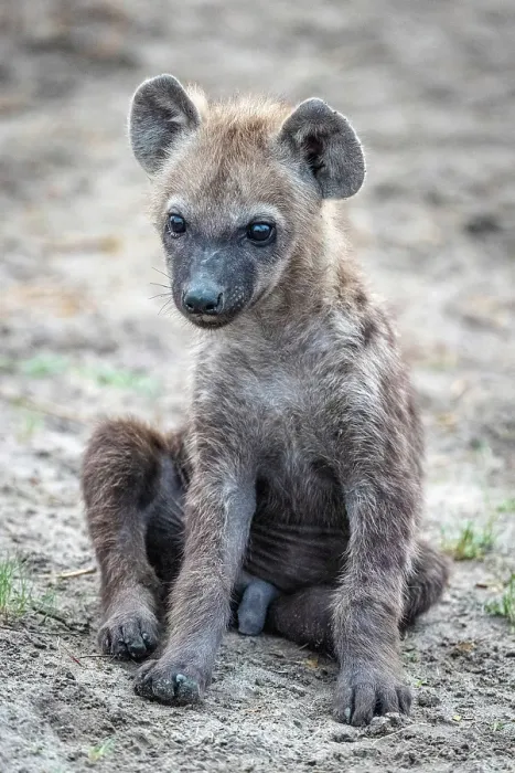Framed Print : Africa, Botswana, Okawango Delta, Pompom Camp. A cub of a spotted hyena Framed Print : Africa, Botswana, Okawango Delta, Pompom Camp. A cub of a spotted hyena