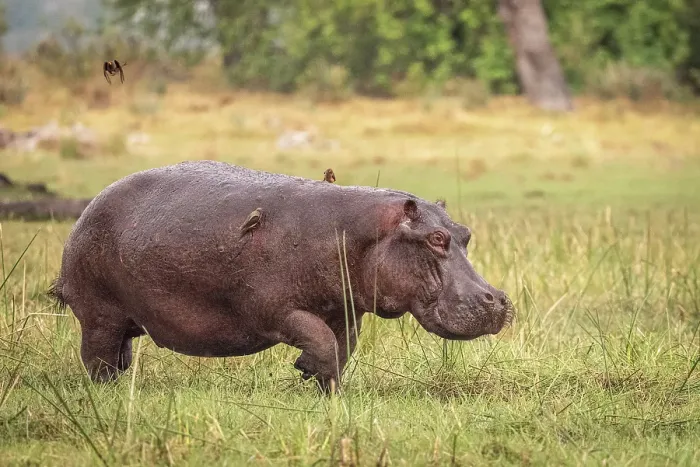 Framed Print : Africa, Botswana, Okawango Delta, Pompom Camp. A hippopotamus running out of the forest towards the water