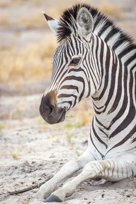 Framed Print : Africa, Botswana, Okawango Delta, Pompom Camp. A zebra lying down and watching Framed Print : Africa, Botswana, Okawango Delta, Pompom Camp. A zebra lying down and watching