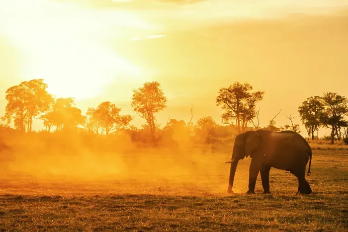 Framed Print : Africa, Botswana, Okawango Delta, Pompom Camp. An elephant at sunset raising dust Framed Print : Africa, Botswana, Okawango Delta, Pompom Camp. An elephant at sunset raising dust