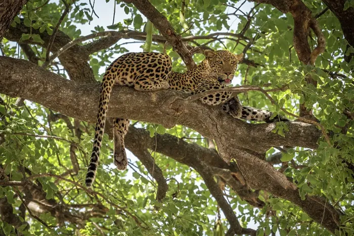 Framed Print : Africa, Botswana, Okawango Delta, Pompom Camp. A beautiful Leopard in the tree Framed Print : Africa, Botswana, Okawango Delta, Pompom Camp. A beautiful Leopard in the tree