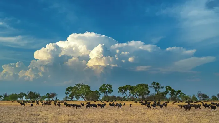 Framed Print : Africa, Botswana, Okawango Delta, Pompom Camp. A huge herd of buffalo in the savanna in front of a thunderstorm cloud Framed Print : Africa, Botswana, Okawango Delta, Pompom Camp. A huge herd of buffalo in the savanna in front of a thunderstorm cloud