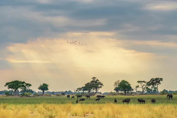 Framed Print : Africa, Botswana, Okawango Delta, Pompom Camp. Gnu and elephants grasing in the morning light Framed Print : Africa, Botswana, Okawango Delta, Pompom Camp. Gnu and elephants grasing in the morning light