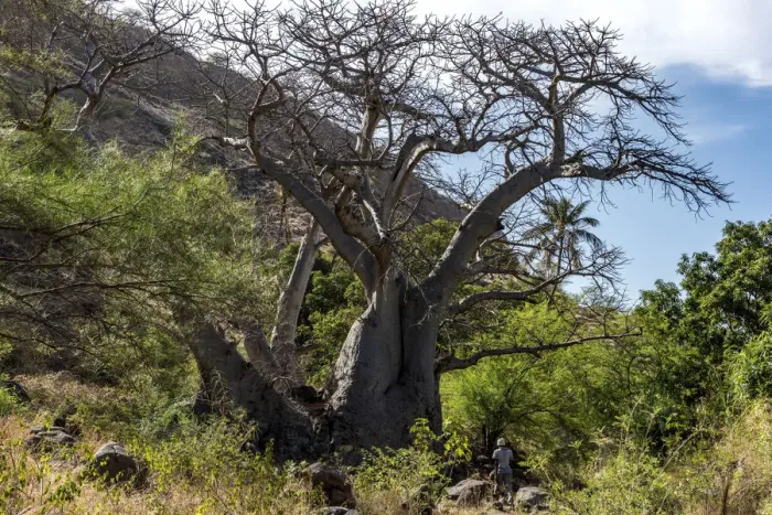 Framed Print : africa, Cape Verde, Santiago. The big baobab on the way to Cidade Velha