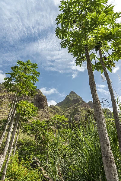 africa, Cape Verde, Santo Antao. Papaya trees and mountains